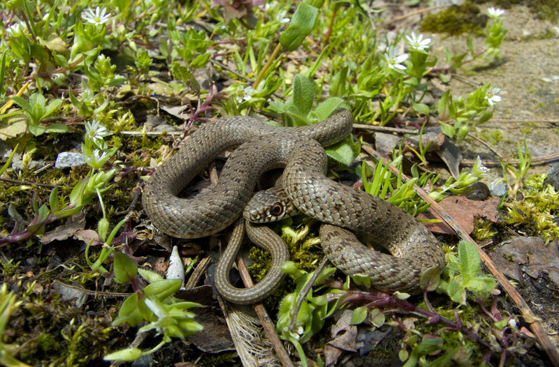 Dolichophis caspius