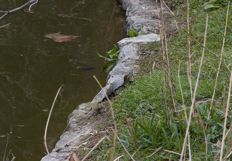 Trachemys scripta