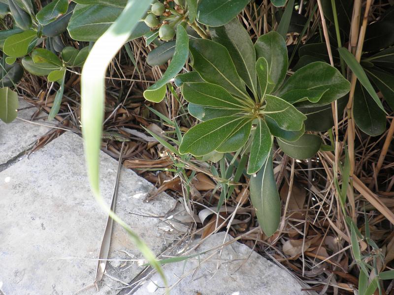 Podarcis tauricus Podarcis tauricus