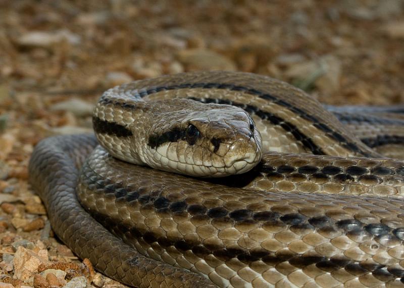 Elaphe quatuorlineata