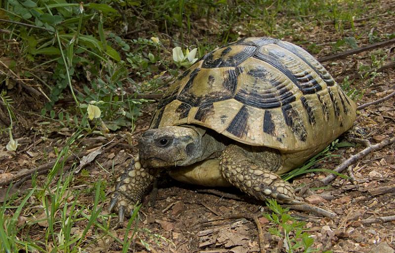 Testudo hermanni