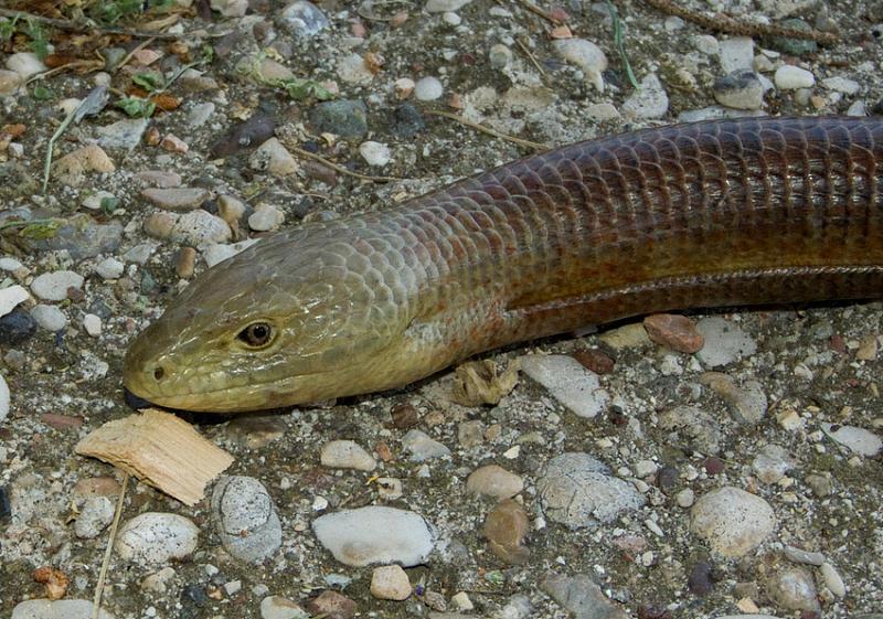 Pseudopus apodus