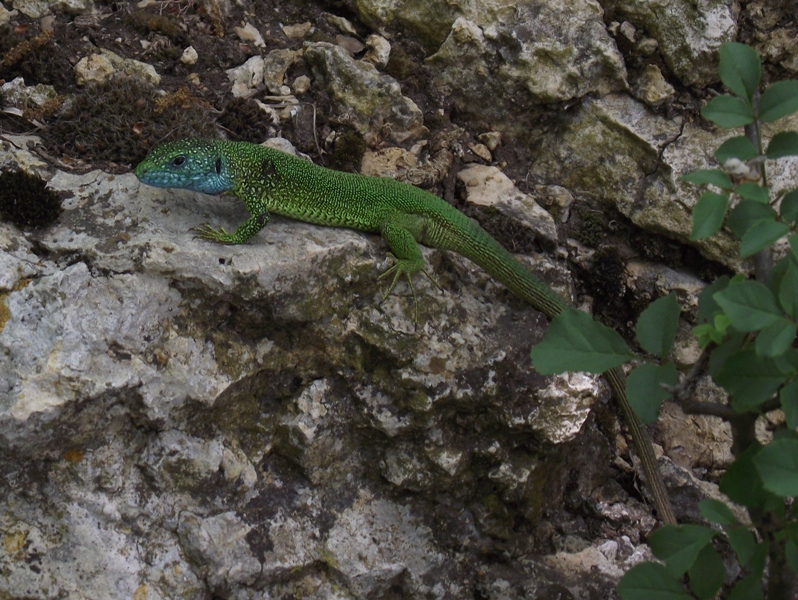 Lacerta viridis