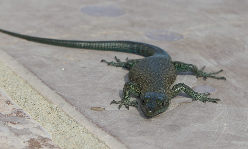 Dalmatolacerta oxycephala