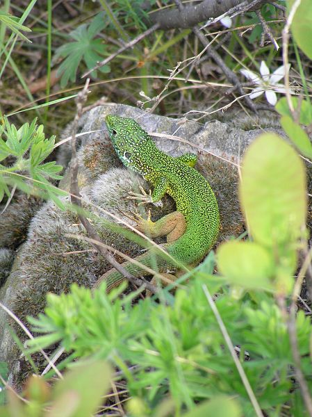 Lacerta viridis