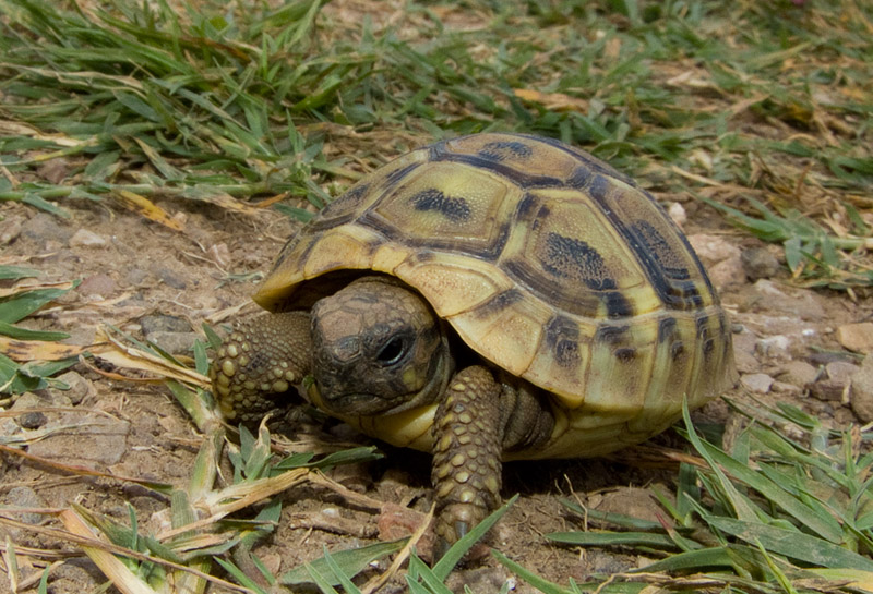 Testudo hermanni