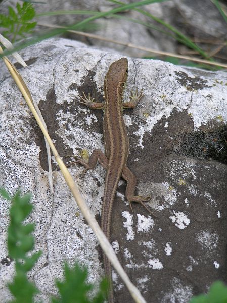 Lacerta viridis