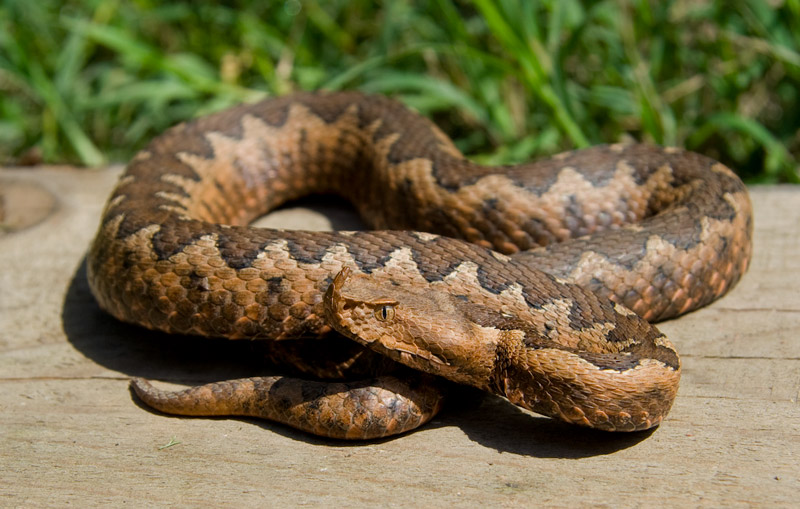 Vipera ammodytes