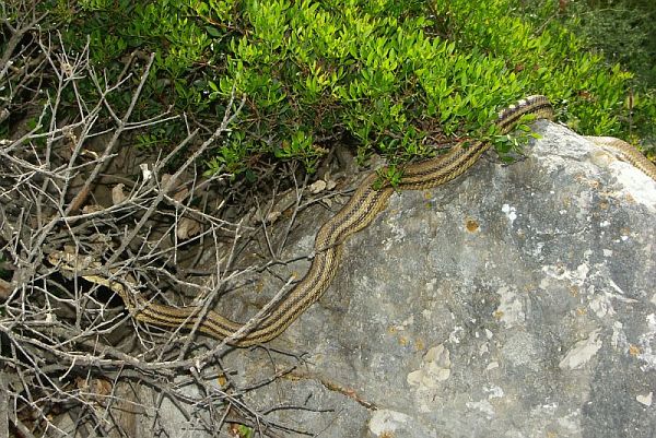 Elaphe quatuorlineata