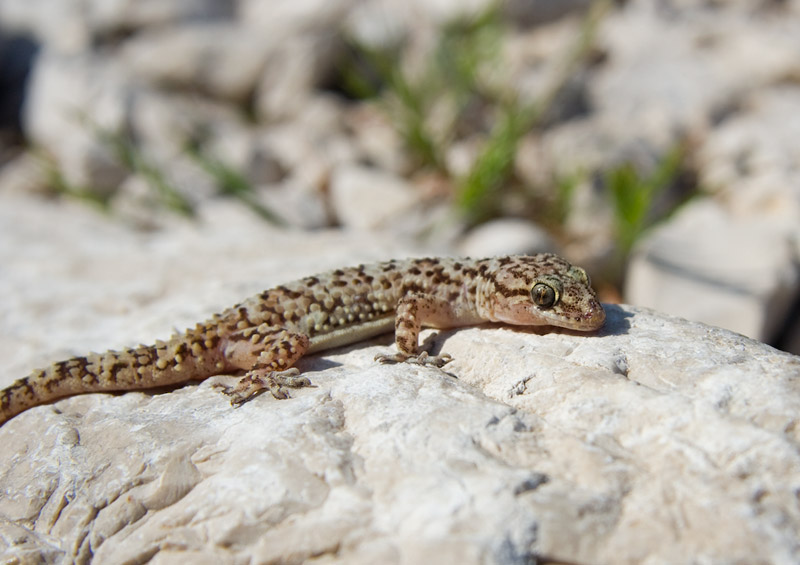 Hemidactylus turcicus