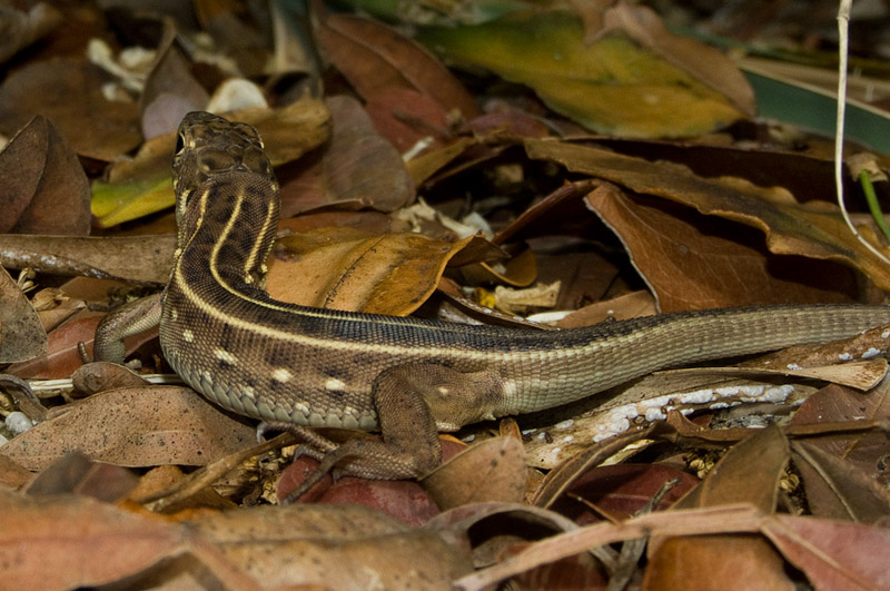 Lacerta trilineata