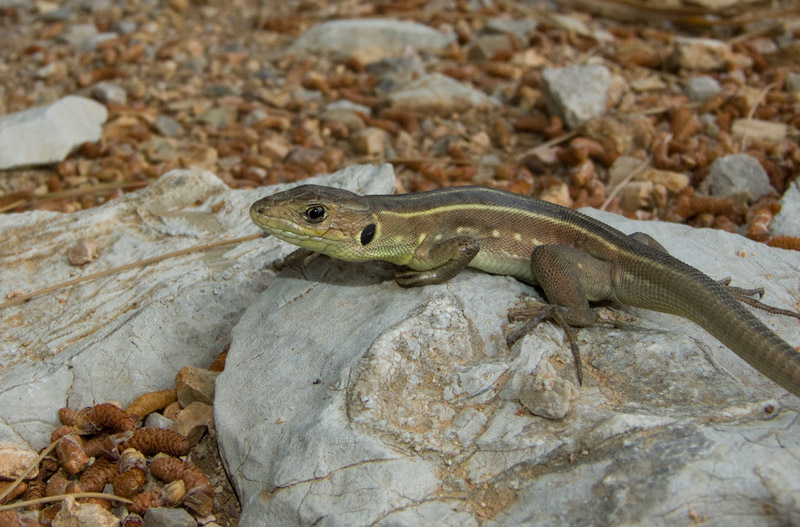 Lacerta trilineata