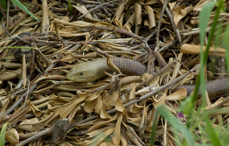 Pseudopus apodus