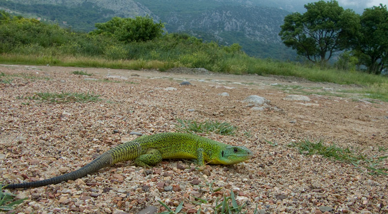 Lacerta trilineata