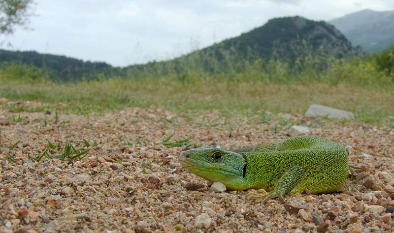 Lacerta trilineata