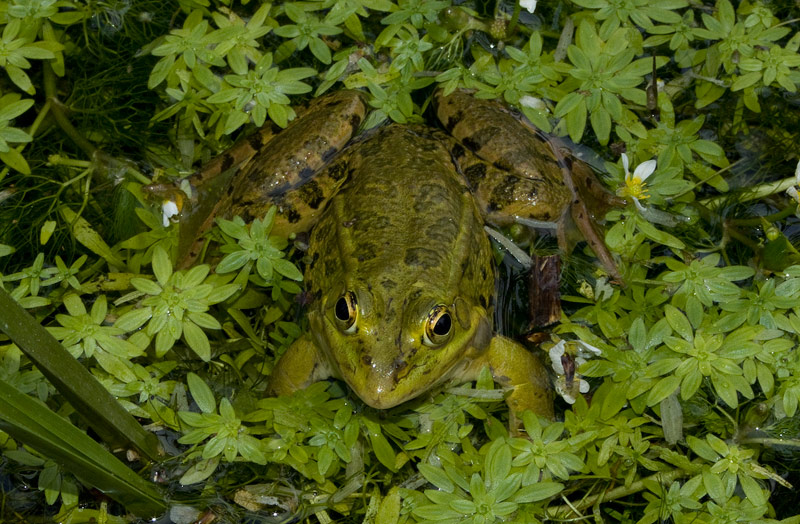 Pelophylax shqipericus