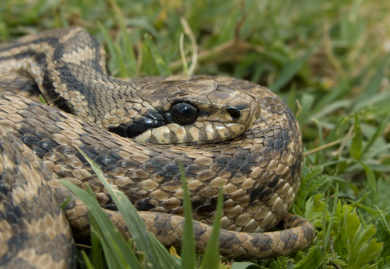 Elaphe quatuorlineata