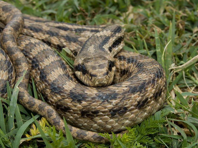 Elaphe quatuorlineata