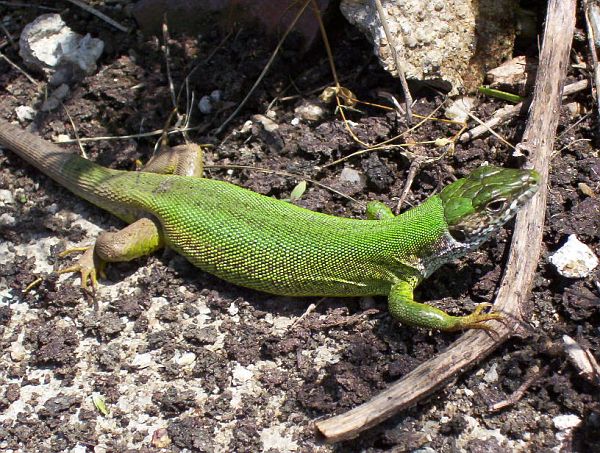 Lacerta viridis