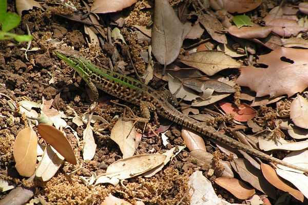 Podarcis siculus Podarcis siculus