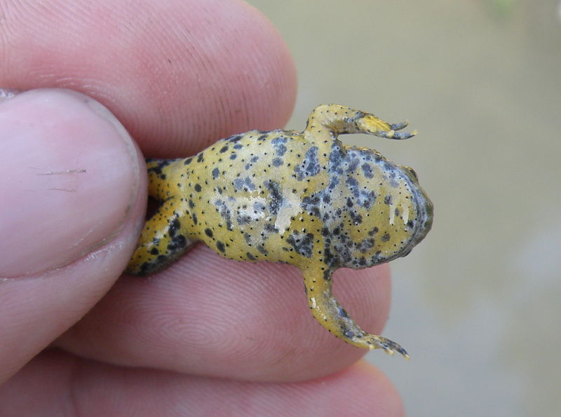 Bombina variegata