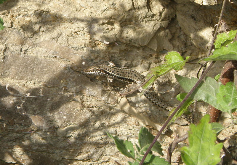 Podarcis muralis