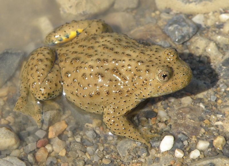 Bombina variegata