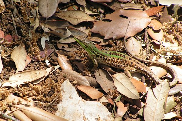 Podarcis siculus