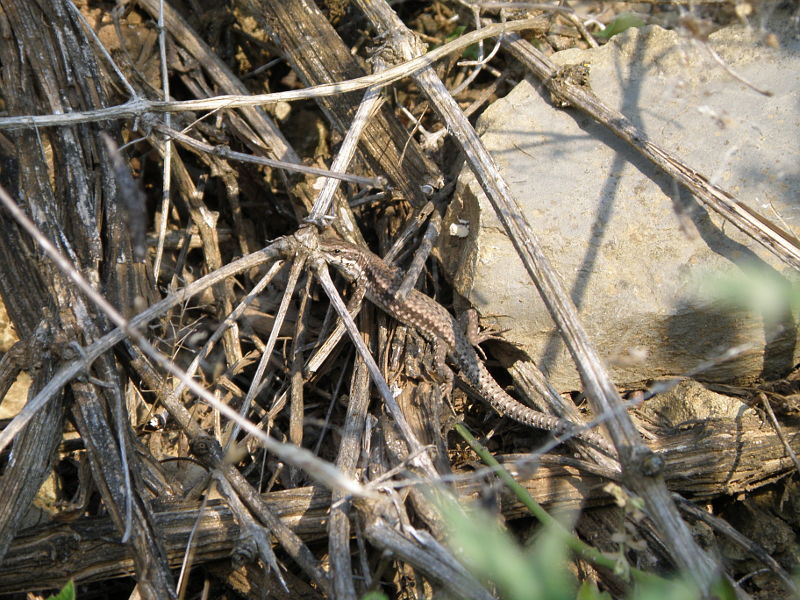 Podarcis muralis