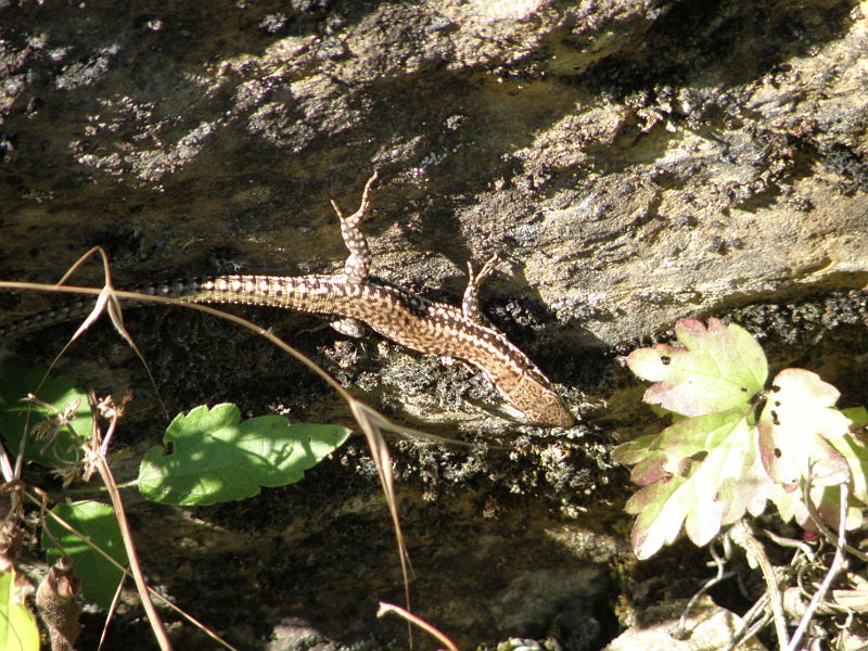 Podarcis muralis