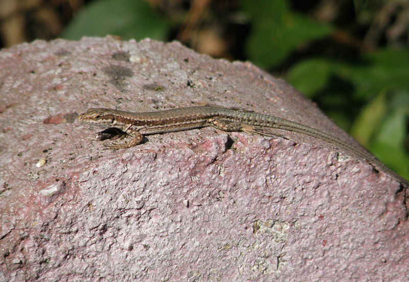 Podarcis muralis