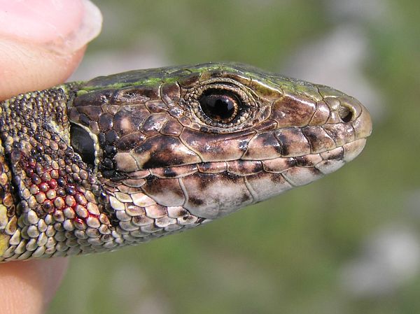 Lacerta viridis