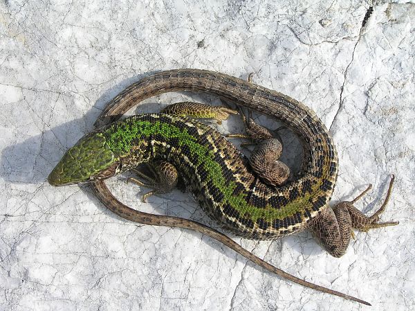 Lacerta viridis