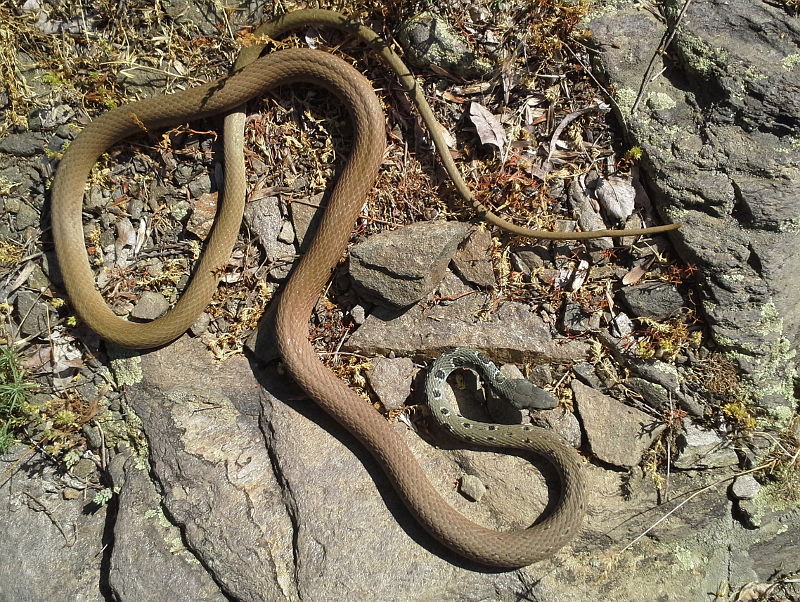 Platyceps najadum