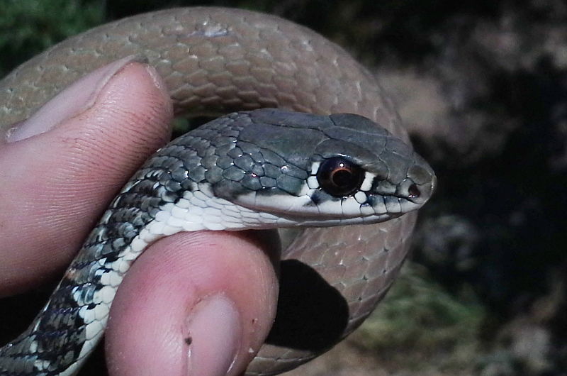 Platyceps najadum