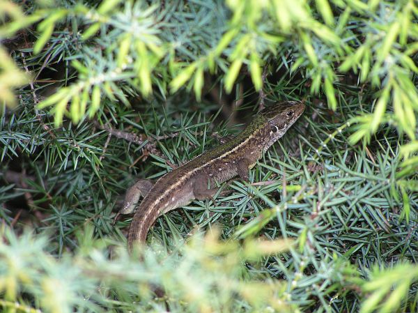 Lacerta viridis