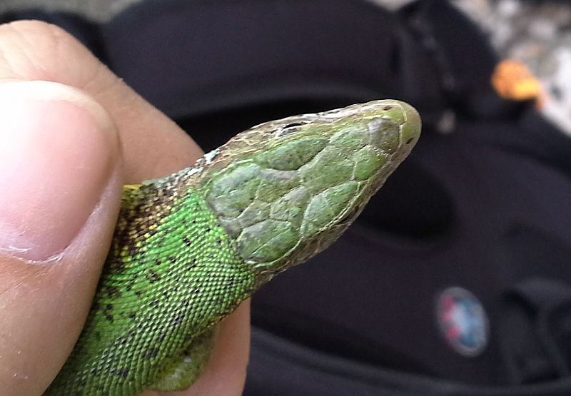 Lacerta viridis