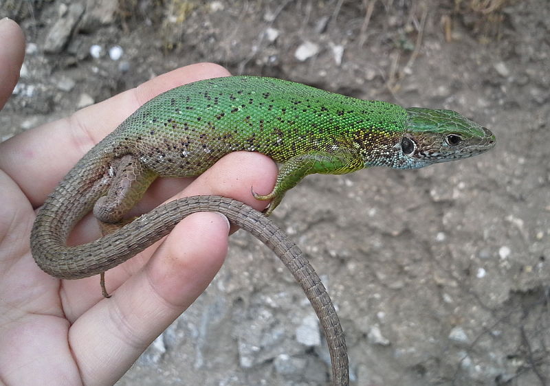 Lacerta viridis