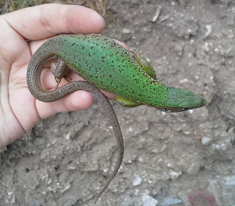 Lacerta viridis