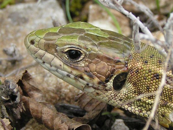 Lacerta viridis