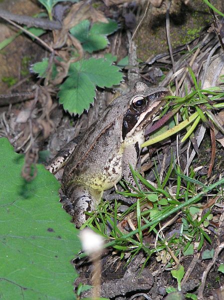 Rana dalmatina