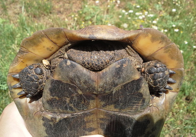 Testudo graeca