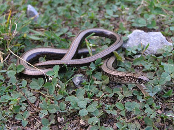 Anguis fragilis s.l.