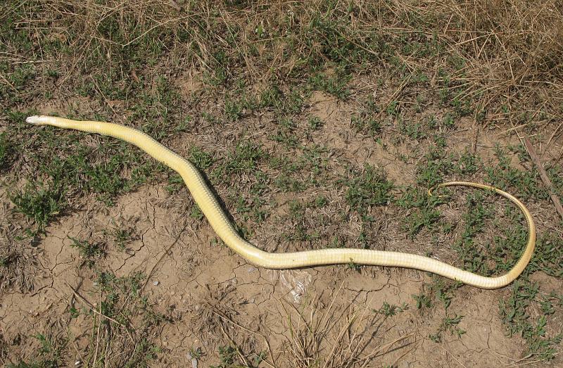 Dolichophis caspius