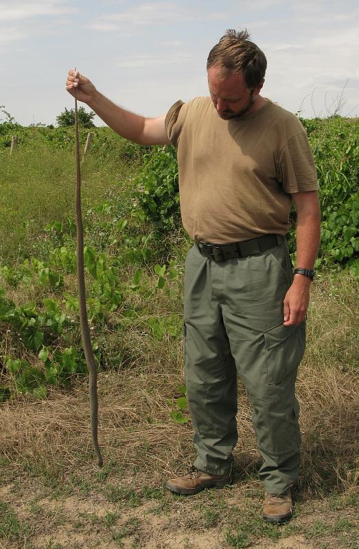 Dolichophis caspius