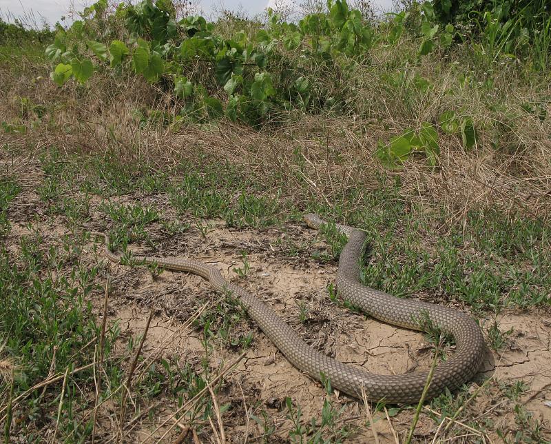 Dolichophis caspius