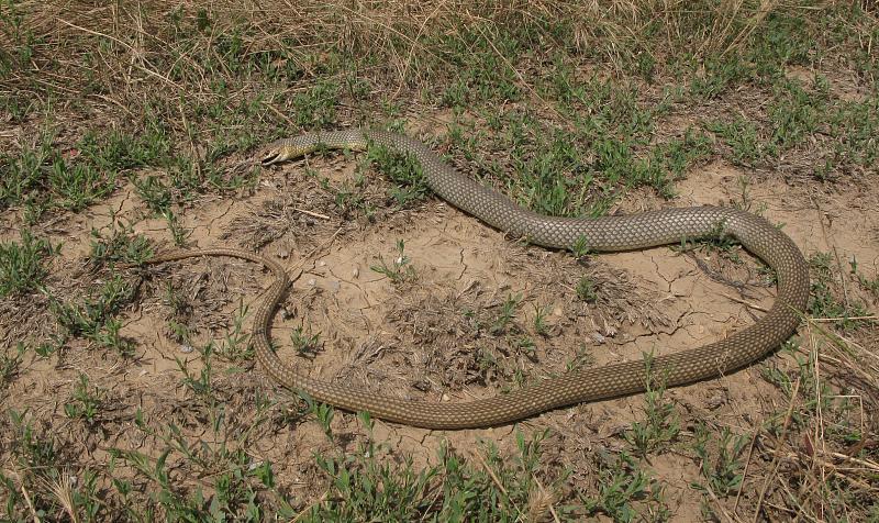 Dolichophis caspius