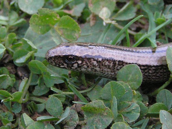 Anguis fragilis s.l.