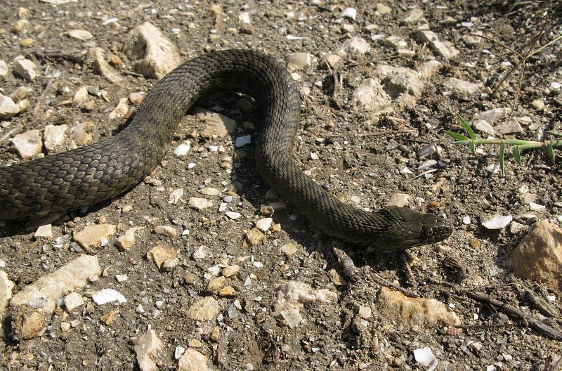 Natrix tessellata