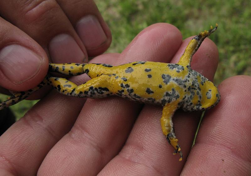 Bombina variegata